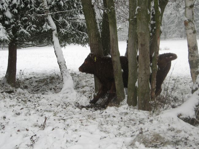 Kráva zaseknutá mezi stromy (2010)